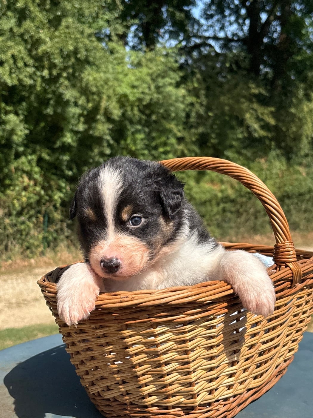 Bonnie