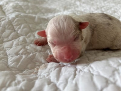 Les chiots de Berger Australien