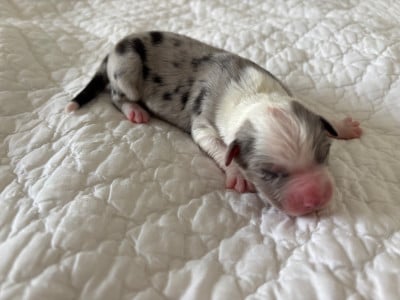 Les chiots de Berger Australien