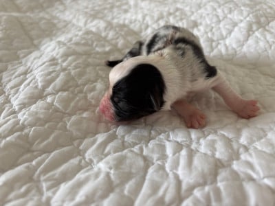 Les chiots de Berger Australien