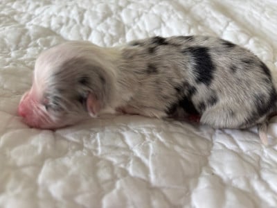 Les chiots de Berger Australien