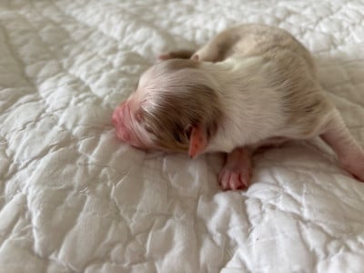 Les chiots de Berger Australien