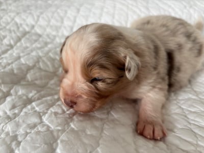 Les chiots de Berger Australien