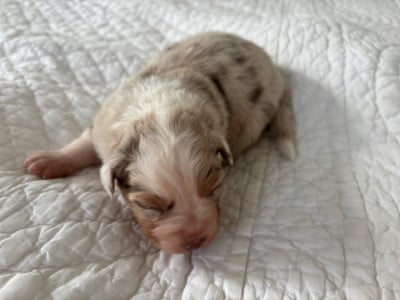 Les chiots de Berger Australien