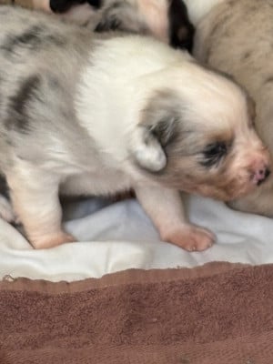 Les chiots de Berger Australien