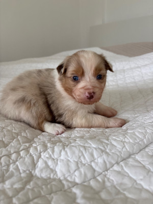 Les chiots de Berger Australien