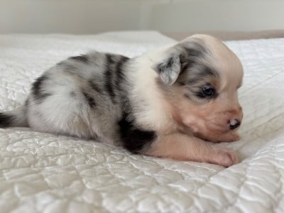 Les chiots de Berger Australien