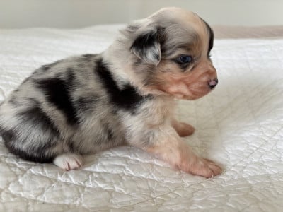 Les chiots de Berger Australien