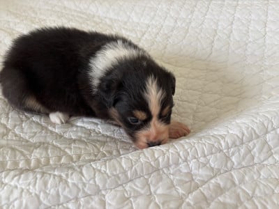 Les chiots de Berger Australien