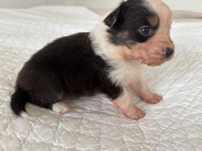 Les chiots de Berger Australien