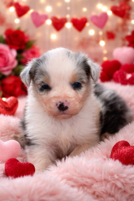 Les chiots de Berger Australien