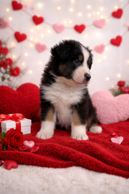 Les chiots de Berger Australien