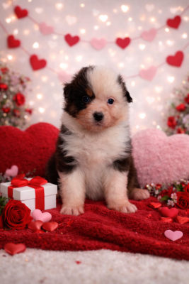 Les chiots de Berger Australien