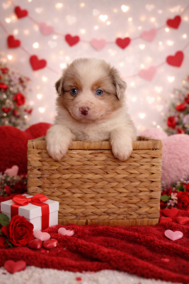 Les chiots de Berger Australien