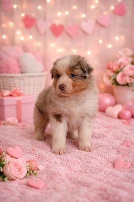 Les chiots de Berger Australien