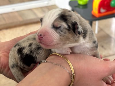 Les chiots de Berger Australien