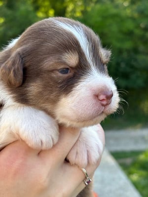 Les chiots de Berger Australien