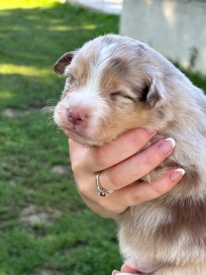 Les chiots de Berger Australien