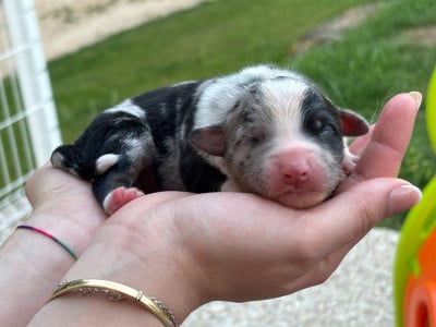 Les chiots de Berger Australien
