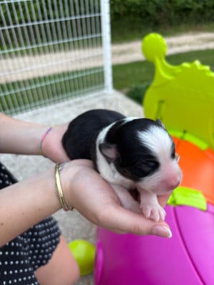 Les chiots de Berger Australien