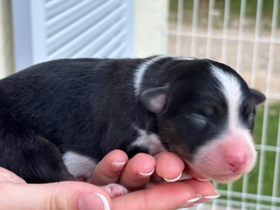 Les chiots de Berger Australien