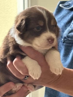 Les chiots de Berger Australien