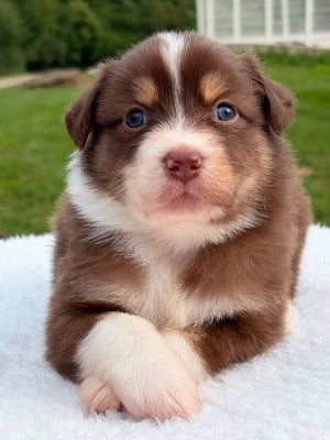 Les chiots de Berger Australien