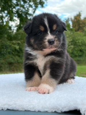 Les chiots de Berger Australien