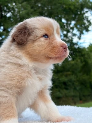 Les chiots de Berger Australien