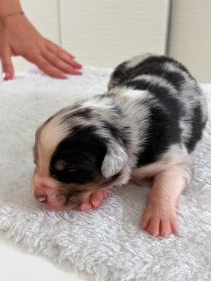 Les chiots de Berger Australien