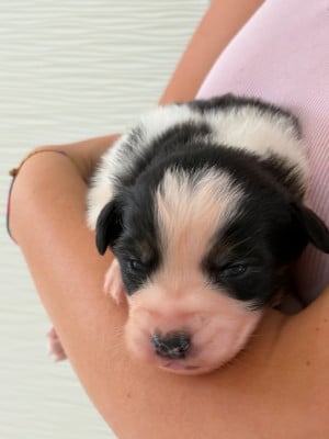 Les chiots de Berger Australien