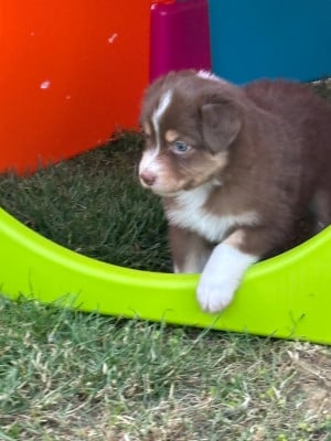 Les chiots de Berger Australien