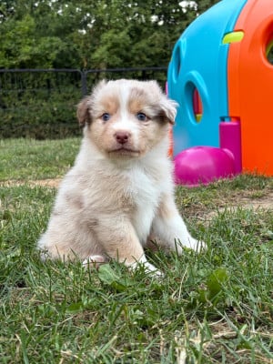 Les chiots de Berger Australien