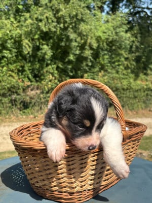 Les chiots de Berger Australien