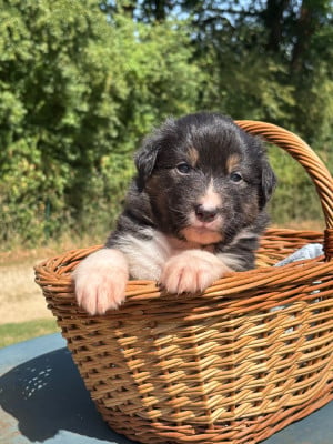 Les chiots de Berger Australien