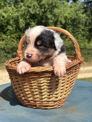 Les chiots de Berger Australien