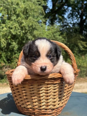 Les chiots de Berger Australien