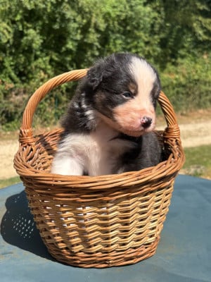 Les chiots de Berger Australien