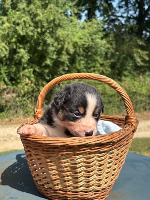 Les chiots de Berger Australien