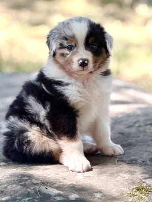 Les chiots de Berger Australien