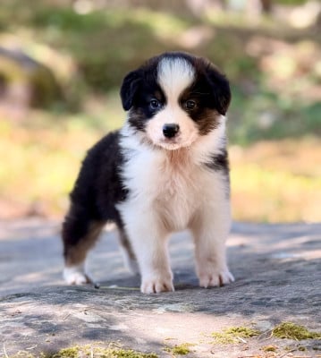 Les chiots de Berger Australien