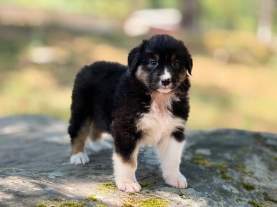 Les chiots de Berger Australien