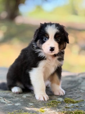 Les chiots de Berger Australien