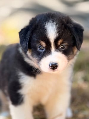 Les chiots de Berger Australien