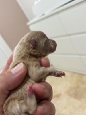 Les chiots de Spitz allemand
