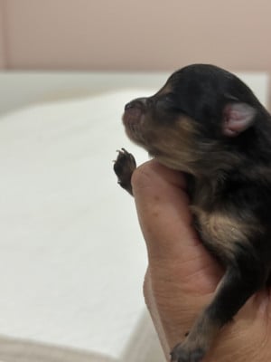 Les chiots de Spitz allemand