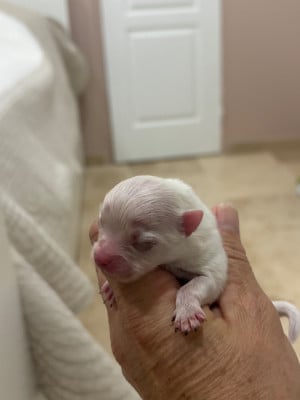 Les chiots de Spitz allemand