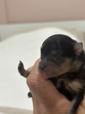 Les chiots de Spitz allemand
