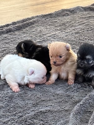 Les chiots de Spitz allemand
