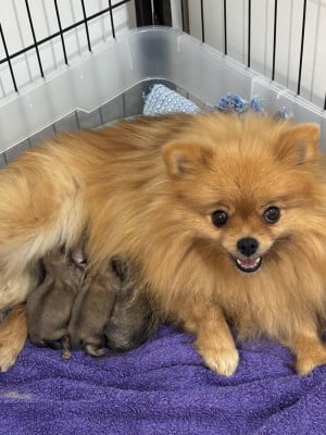Les chiots de Spitz allemand